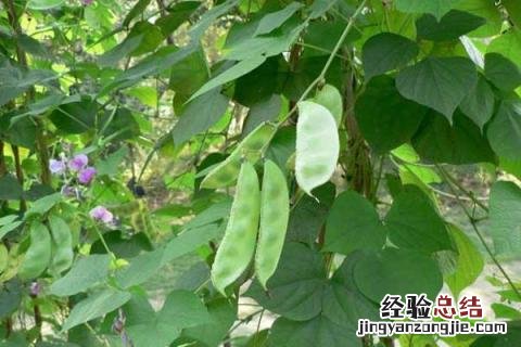 小满 农作物 小满种植什么作物
