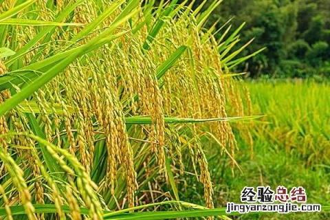 立夏节气农作物 立夏种什么农作物
