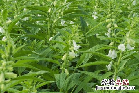 立夏节气农作物 立夏种什么农作物