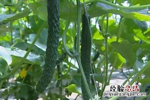 立夏节气农作物 立夏种什么农作物