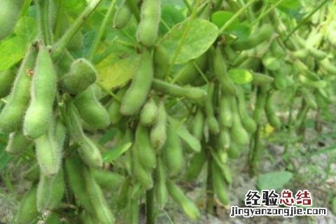 立夏节气农作物 立夏种什么农作物