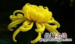 菊花诗句最出名诗句 描写菊花的著名诗句