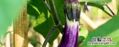 茄子种子催芽方法时间 茄子种子怎么催芽育苗