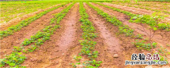 花生怕重茬吗 花生重茬危害怎么解决
