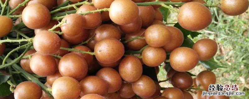 黄皮果的储藏保鲜 黄皮果可以冷冻保存吗