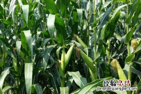 玉米的病害及防治措施 玉米常见的病害及防治方法