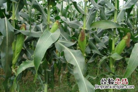 玉米的病害及防治措施 玉米常见的病害及防治方法