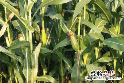 玉米的病害及防治措施 玉米常见的病害及防治方法