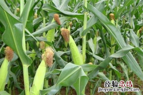 玉米的病害及防治措施 玉米常见的病害及防治方法