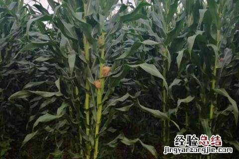 玉米的病害及防治措施 玉米常见的病害及防治方法