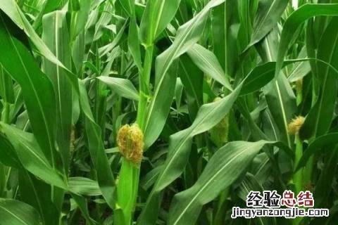 玉米的病害及防治措施 玉米常见的病害及防治方法