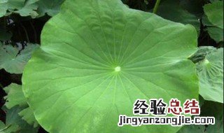 荷叶怎么吃 怎么吃荷叶