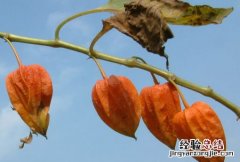 红姑娘 红姑娘皮泡水的功效与禁忌