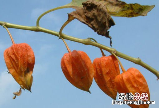 红姑娘 红姑娘皮泡水的功效与禁忌