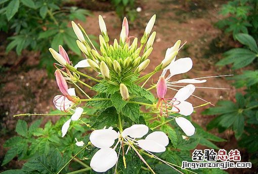 白花菜图片 白花菜