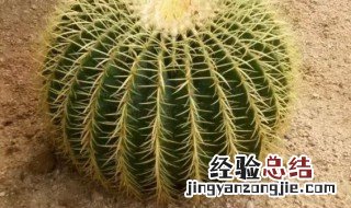 仙人球的作用与功效 仙人球的作用与功效作文