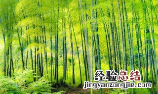 竹子根种植 具体种植方法教程