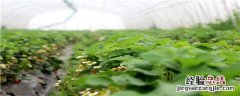 怎样促进草莓花芽分化 如何促使草莓花芽分化提前
