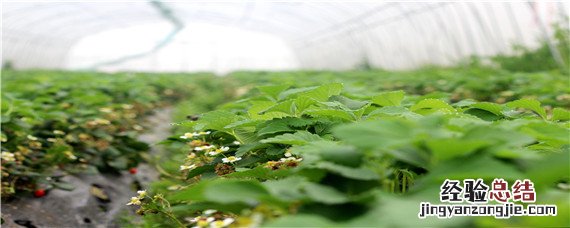 怎样促进草莓花芽分化 如何促使草莓花芽分化提前