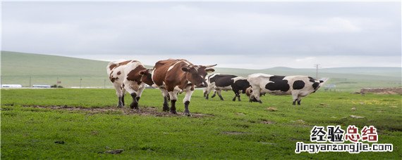 牛圈潮湿怎么办 牛圈潮湿怎么处理