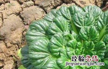 乌塌菜的功效与作用糖尿病能吃不 乌塌菜的功效与作用