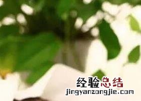 黑茶有哪些功效 黑茶有哪些功效与作用