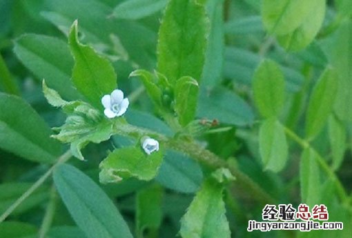 蛤蟆草
