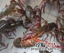 淡水小龙虾的营养价值和功效 淡水小龙虾的营养价值