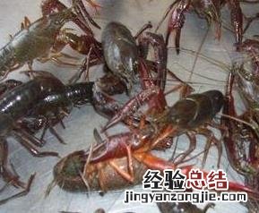 淡水小龙虾的营养价值和功效 淡水小龙虾的营养价值