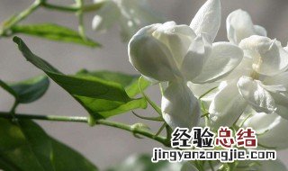 茉莉花蒲公英泡水功效 茉莉花蒲公英茶的功效