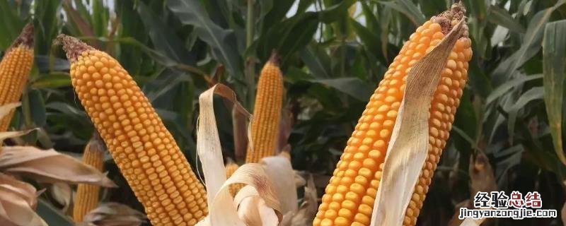 玉米后期需要什么肥料，什么时候需肥量最大