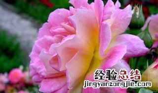 形容花的唯美成语有哪些成语 形容花的唯美成语有哪些