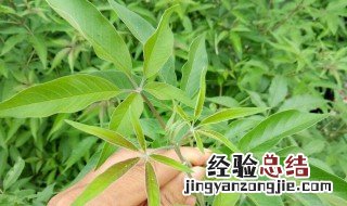 荆条叶能吃不能吃吗 荆条叶饮食禁忌