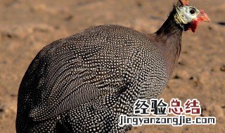 珍珠鸡怎么分公母 下面就教大家几个方法吧