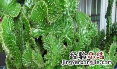 植物对环境的作用有哪些 植物对环境的作用有哪些呢