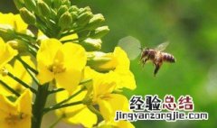 油菜花 蜜 油菜花蜜功效禁忌人群