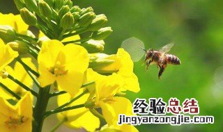 油菜花 蜜 油菜花蜜功效禁忌人群