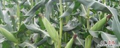 甲维虫螨腈能打玉米吗，甲维虫螨腈使用注意事项