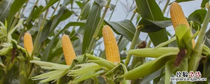 玉米追肥用硫酸铵可以吗，附需肥规律和需肥量