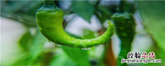 盆栽辣椒施肥时间和施肥量 辣椒追肥的最佳时间