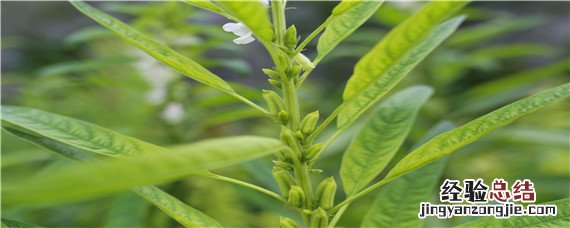 种芝麻用什么除草剂最好 种芝麻用什么除草剂