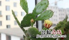 仙人掌身上有哪些精神 仙人掌身上的精神