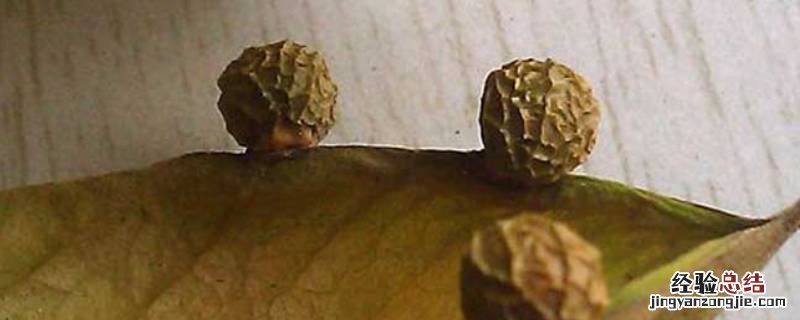 梧桐子是谁的珍宝江南百景图 梧桐子是谁的珍宝