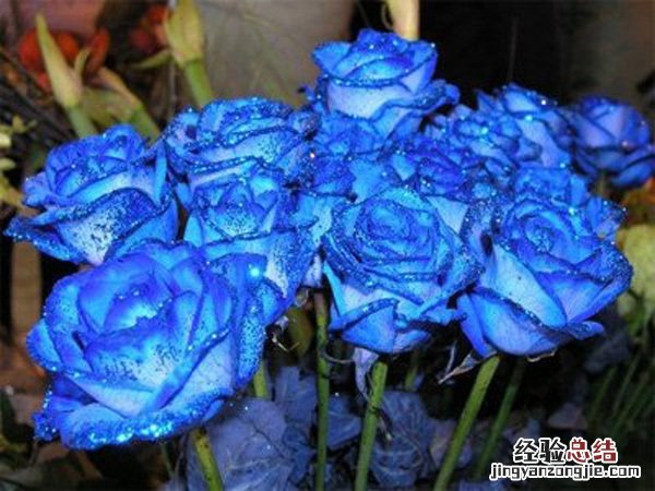 蓝色妖姬花语是什么意思19朵 蓝色妖姬花语是什么