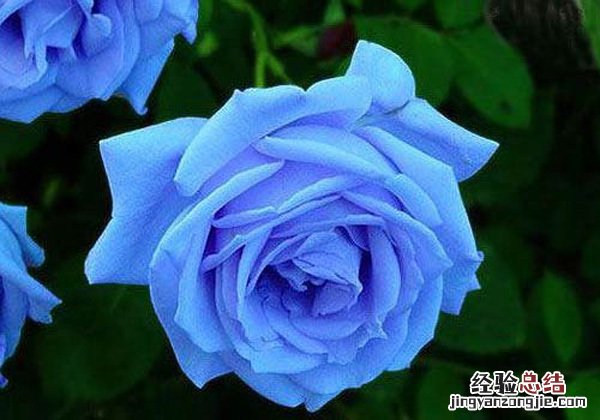蓝色妖姬花语是什么意思19朵 蓝色妖姬花语是什么