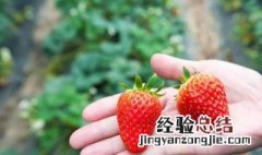 草莓籽凸出来是咋回事 草莓籽很突出怎么回事