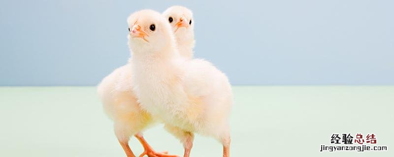 冬天孵小鸡需要多少天能出壳 冬天孵小鸡需要多少天