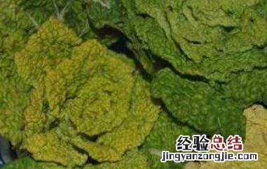 黄心菜的功效与作用 黄心菜的功效与作用是什么