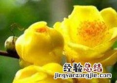 金银花茶的功效与作用 金花茶的功效与作用