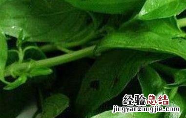 九层塔的功效与作用 九层塔的功效与作用及禁忌